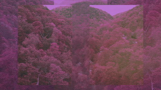Motion Worship Background - Jungle (Landscape) 10