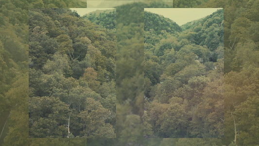 Motion Worship Background - Jungle (Landscape) 04