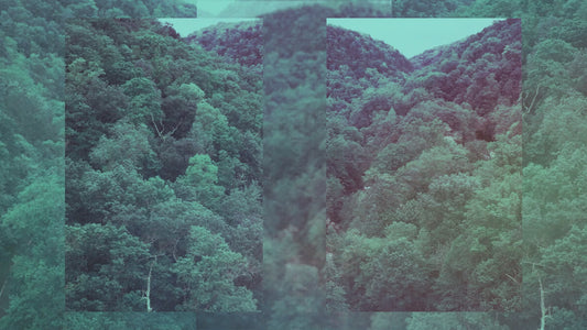 Motion Worship Background - Jungle (Landscape) 06